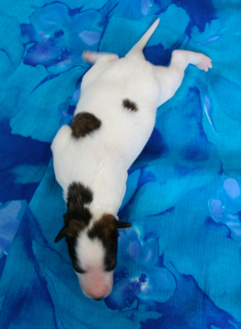 Surf Spots Boy 1 - Cruisin